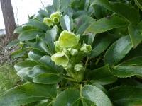 Helleborus argutifolius.webp