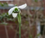 Double Galanthus nivalis Dionysus.webp