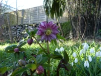 Double Hellebore.webp