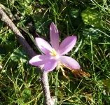 Crocus tomassinianus.webp