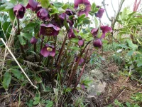 Hellebore seedlings.webp