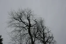 P1020646.webp