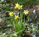 Narcissus Midget.webp