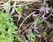 Corydalis paschei.webp