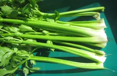 celery bundle.webp