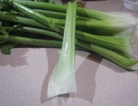 celery stalk 2025.webp