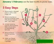 041 Pruning roses.webp
