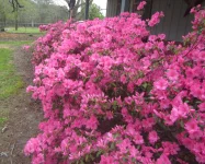 bright pink3.webp