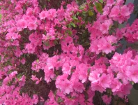 bright pink 2.webp