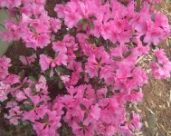 bright pink.webp