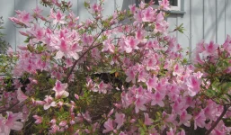 pink .webp