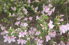 light pink.webp