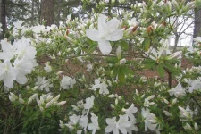 white.webp