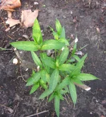 swamp milkweed 2 n2025.webp
