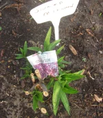 swamp milkweed 2025.webp