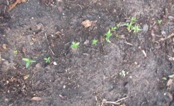 sandhill seedlings.webp