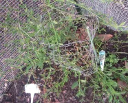 calico aster 2025.webp