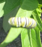 catapiller id 2.webp