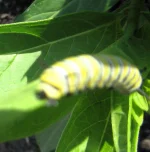catapiller.webp