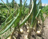onions one week to go.webp onions one week to go.webp