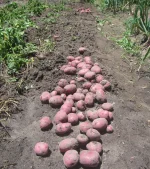 potato digging.webp