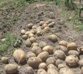 potato yukon gold.webp