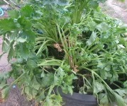 celery croaked today.webp