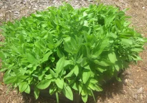 black-eyed susan.webp