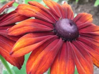 Rudbeckia hirta 'Cappuccino' (2).webp