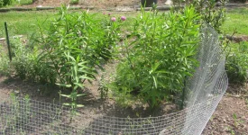 swamp milkweed.webp