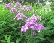 phlox blooming.webp
