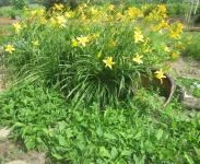 purple coneflowers.webp