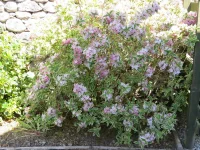 IMG_8744 - Copy.webp