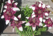 lilies in container.webp