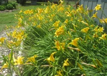lilies in ground.webp