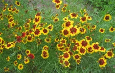 coreopsis blooms.webp