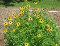 black-eyed susans.webp