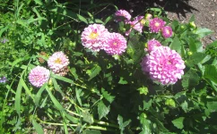 dahails bloom.webp