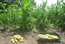 corn mulch third crop.webp corn mulch third crop.webp