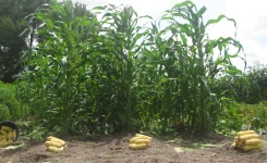corn mulch second crop .webp corn mulch second crop .webp
