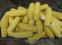 corn first 2.webp corn first 2.webp