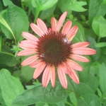 coneflower pyrple.webp