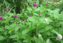 gomphrenia.webp