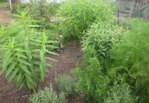 milkweed plus.webp