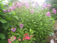 phlox red.webp