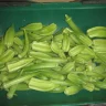 Beck's Big Buck Okra