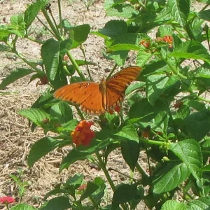 Gulf fritillary, Agraulis vanillae (Linnaeus).webp