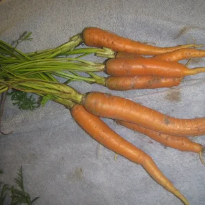 carrots yum yum.webp