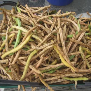 green beans matured.webp