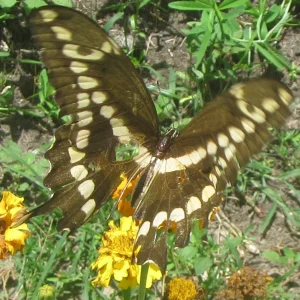 giant swallowtail feeding.webp